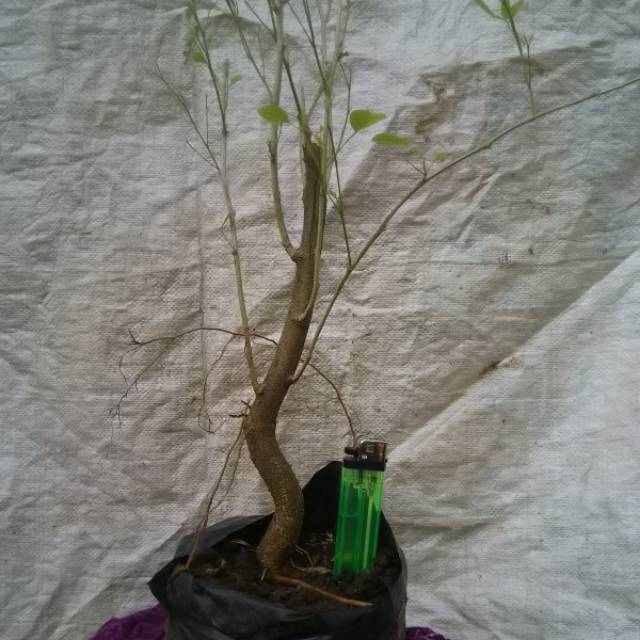 Bahan bonsai Asem londo/asem belanda hasil dongkel