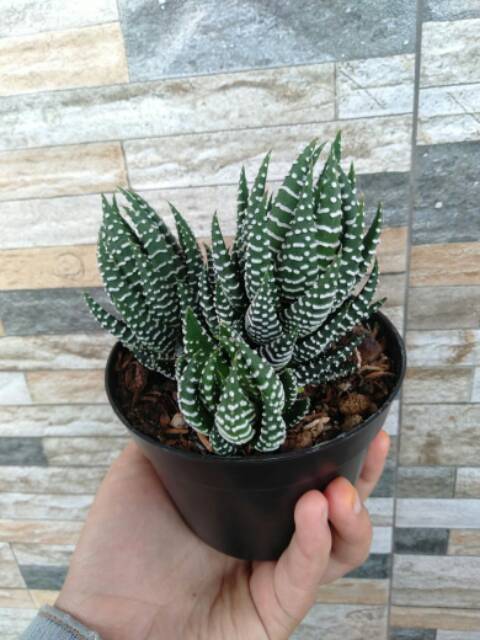 Sukulen Haworthia Reinwardtii Zebra Wart Cluster