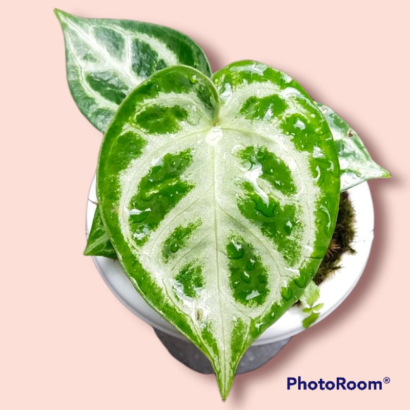 kuping gajah dorayaki silver