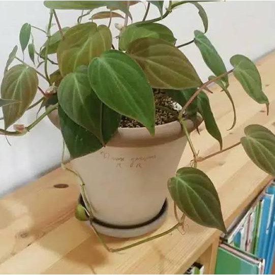 Terbaik tanaman philodendron micans - philodendron micans - micans philodendron - micans - velvet le