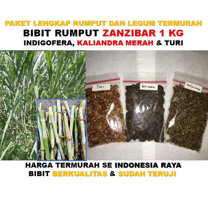 Paket Murah Bibit Rumput Zanzibar indigofera turi dan kaliandra merah kualitas unggul