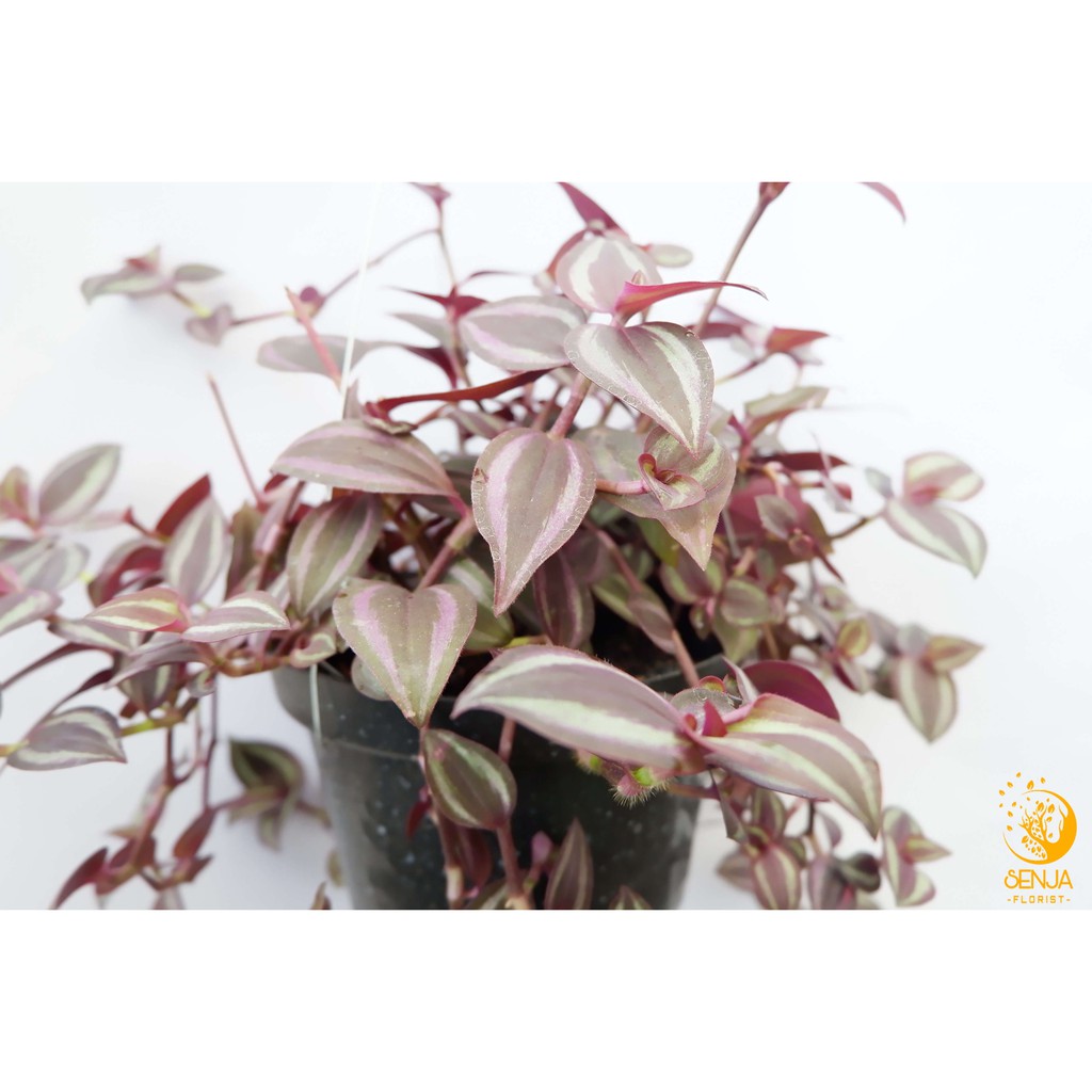 Tanaman Gantung Daun Tradescantia - Red Tradescantia
