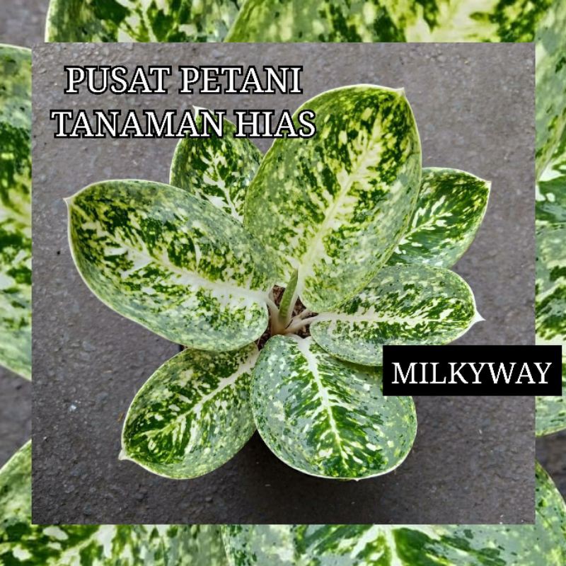 Bibit aglonema bonggol Milky way