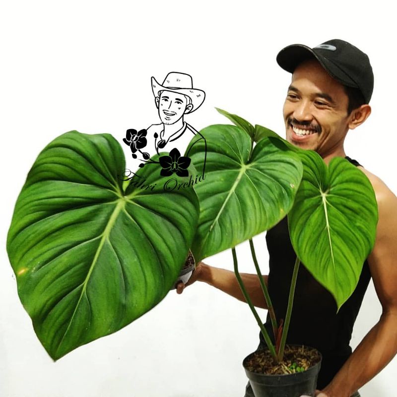 FahriOrchid - Philodendron McDowell