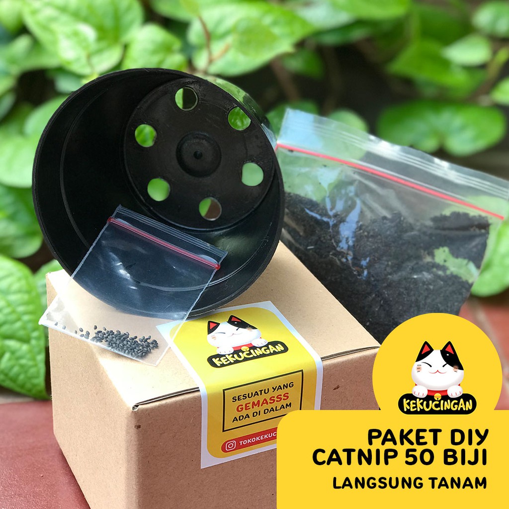 DIY CATNIP ORGANIK Paket Lengkap Tanam Bibit Catnip Kekucingan