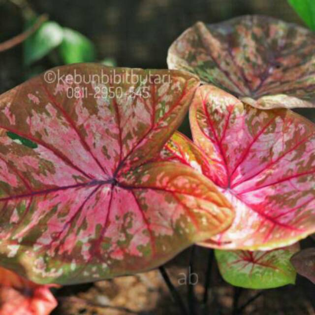 Caladium Phet Bha Nha Bibit Shopee Indonesia