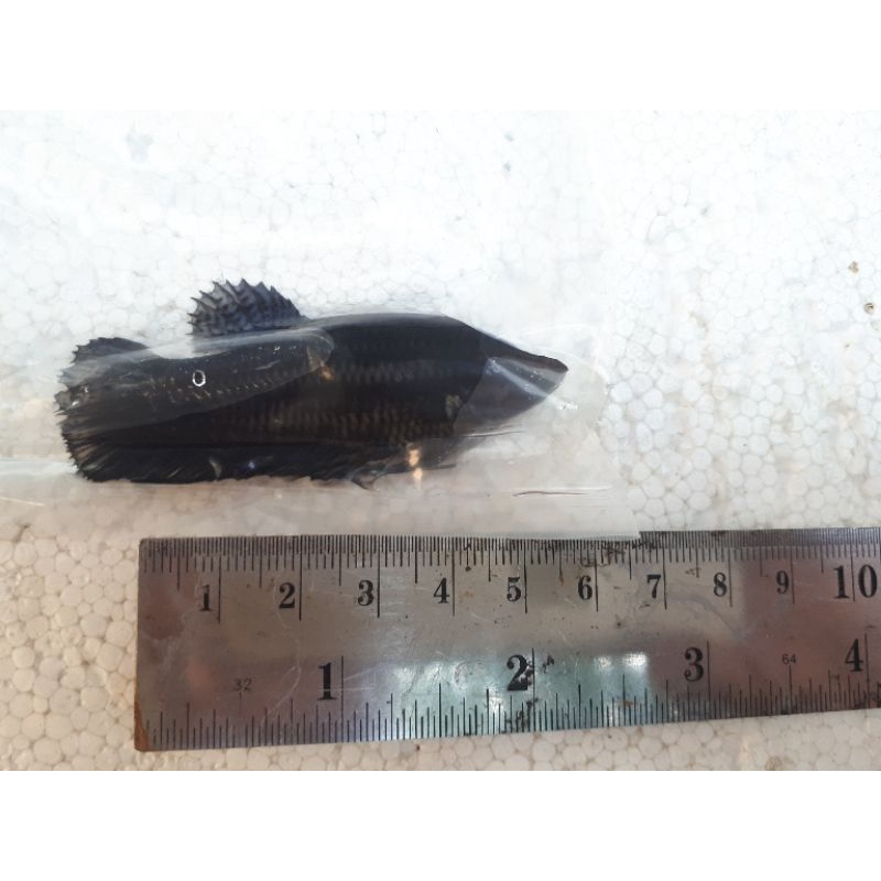 Cupang Female Giant Superblack BO 5,4 cm up