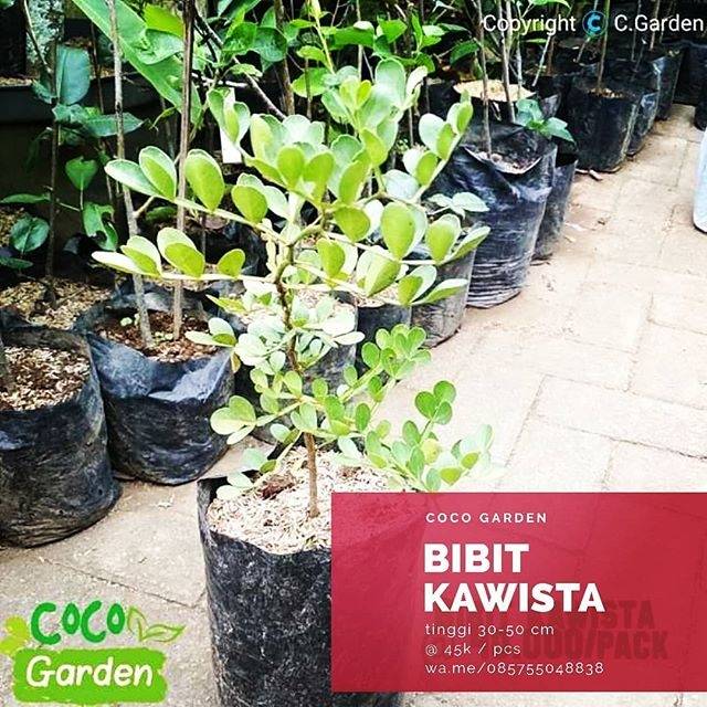 Bibit Kawista