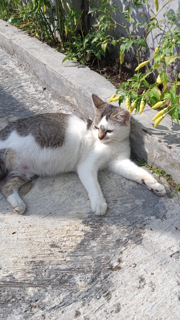 Tey-17 Batik Wanita Asj Sa Hrb026 Kenongo Kemeja Tosca Pendek