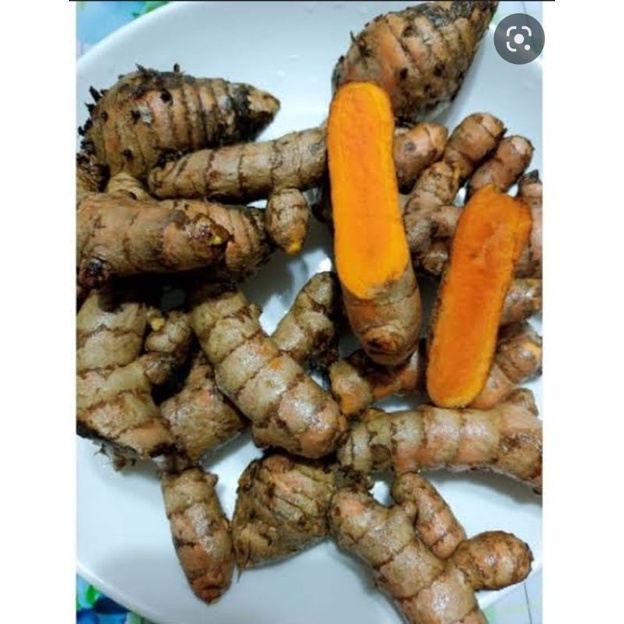

kunyit segar 500gr s/d 1kg