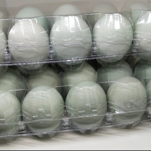 

Telur Omega Telur bebek 10 Butir Fresh langsung kandang
