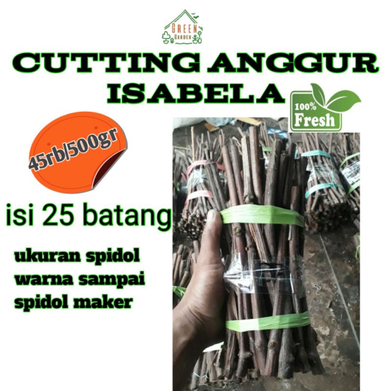 cutting anggur isabela
