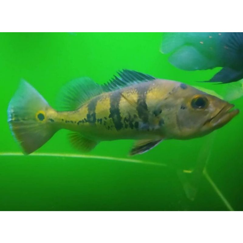 Baby Pbas Mono 7-8cm