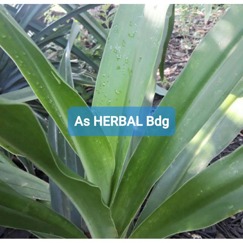 

Daun bakung segar 500 gram / amarilis putih-az