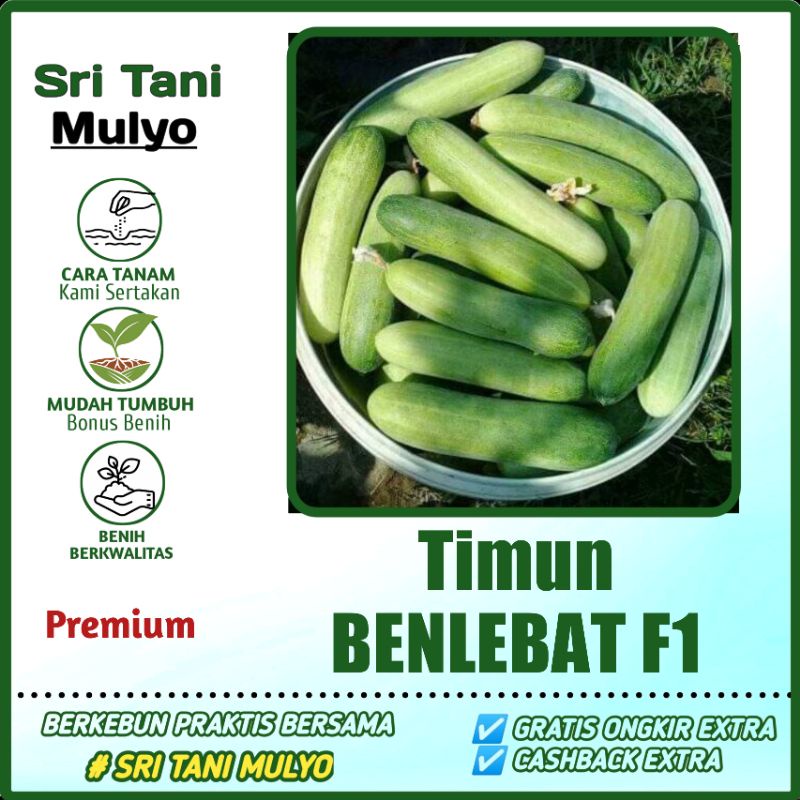 Jual Biji Benih Timun Lalap Unggul Benlebat Mudah Tumbuh Bibit