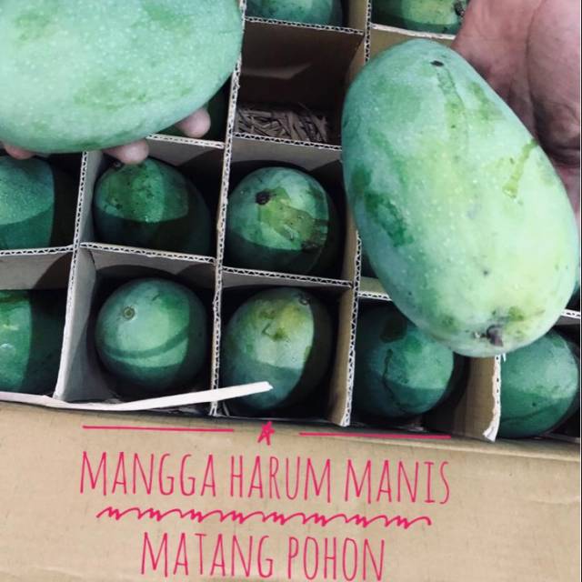 

Mangga Harum Manis