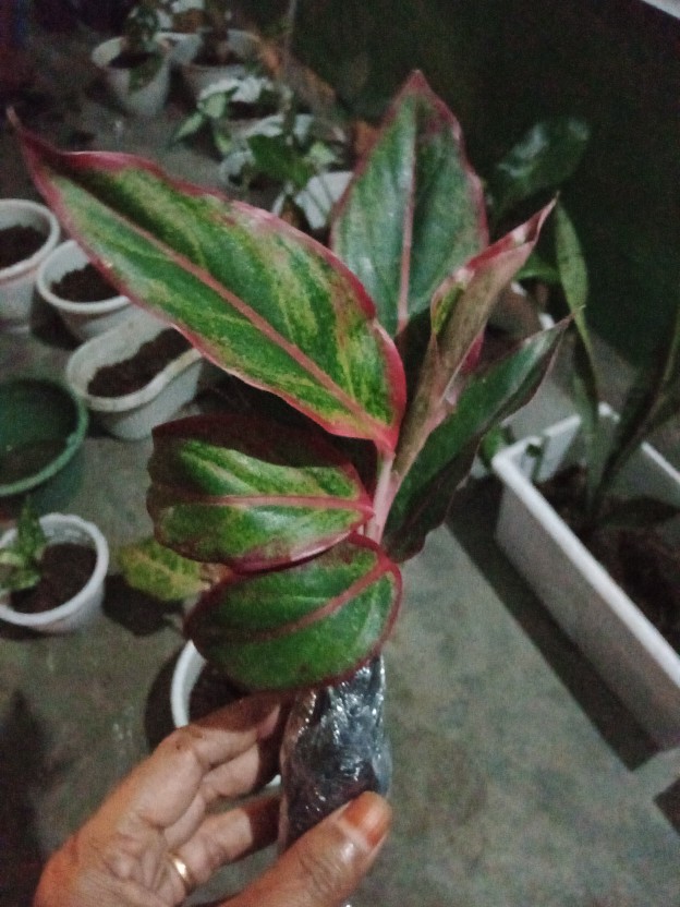 Paket 5 Tanaman Aglonema - Agolaonema - Bunga Aglonema - Paket Aglonema Murah