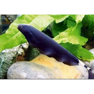 black ghost | ikan black ghost aquascape | shopee indonesia