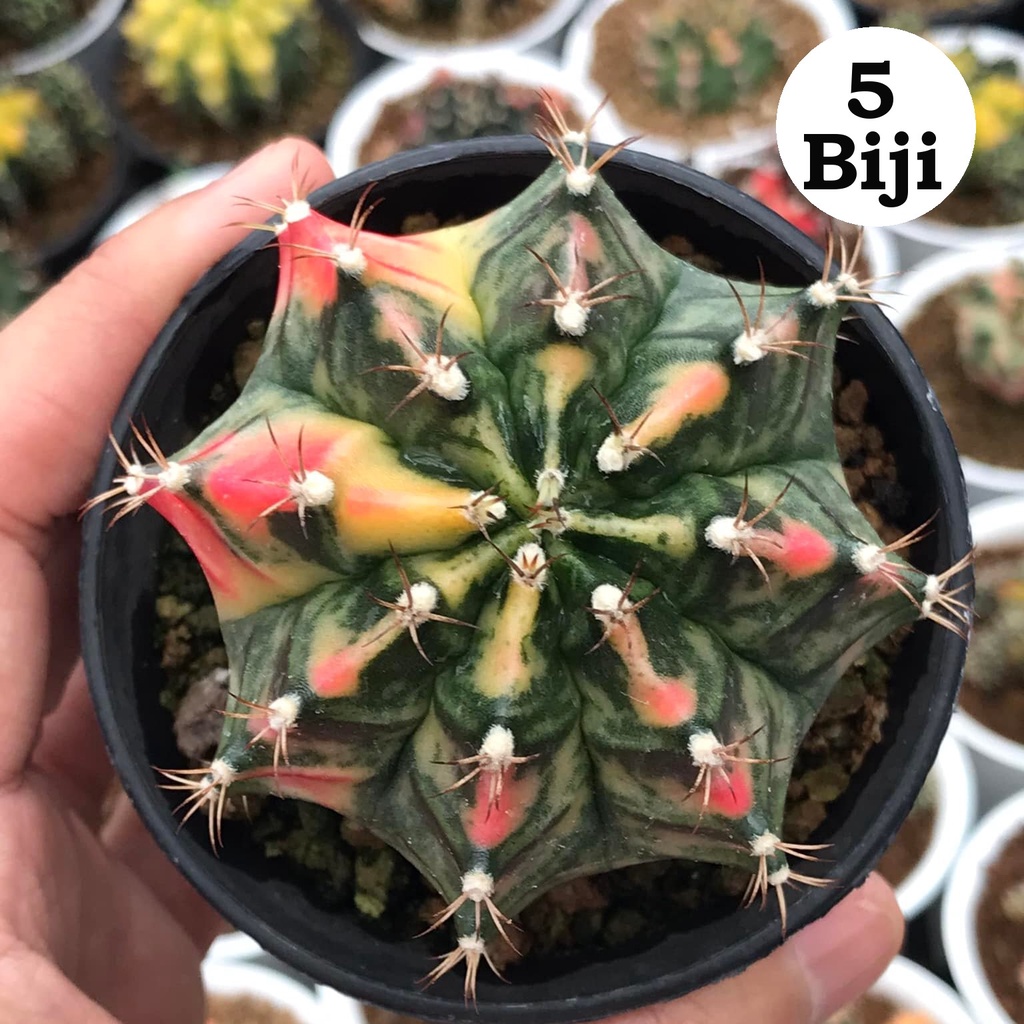 Benih Biji Bibit Kaktus Gymno Star Fire Cactus Import