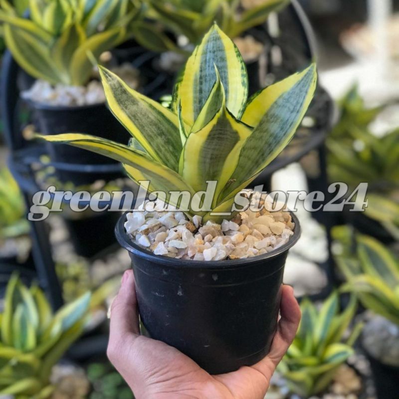 Tanaman pembersih udara - sansevieria hahnii gold - hiasan taman - sansevieria hahnii - sansevieria