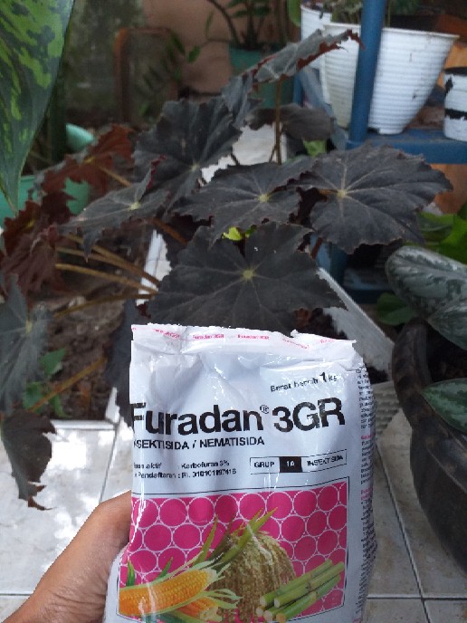 Insektisida Furadan 3gr (1kg) Untuk Mengendalikan Hama