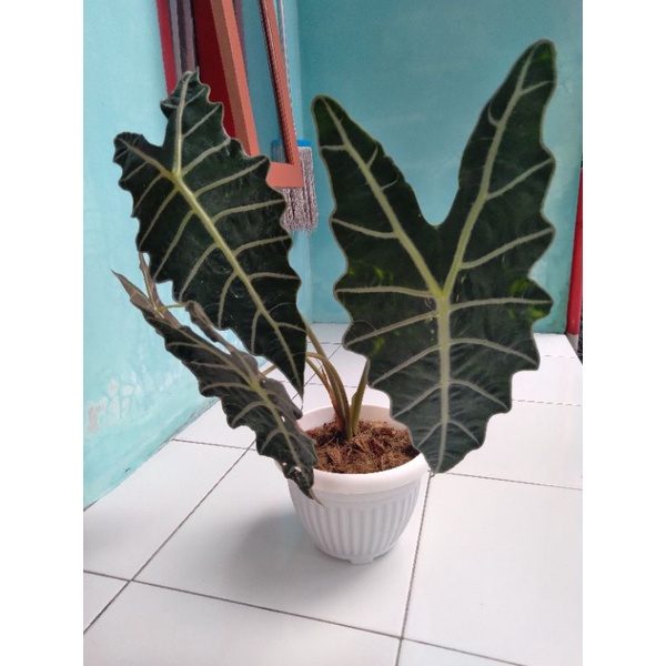 Alocasia Amazonica