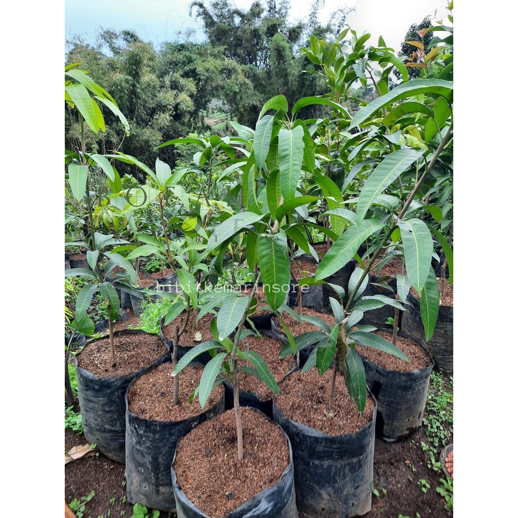 Bibit Mangga Siap Buah Ukuran 1,5 Meter Batang Besar Varietas Unggul
