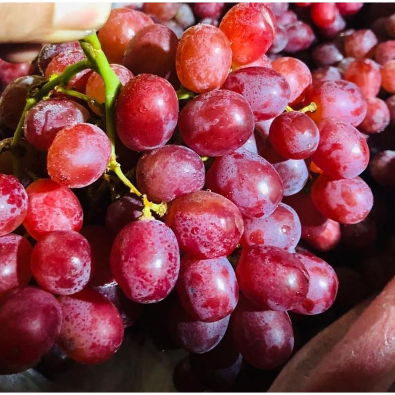 

Buah Anggur Red Globes