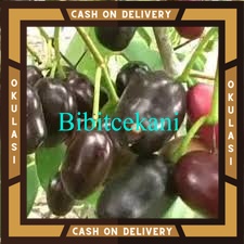 Bibit Buah juwet Okulasi Cepat Berbuah