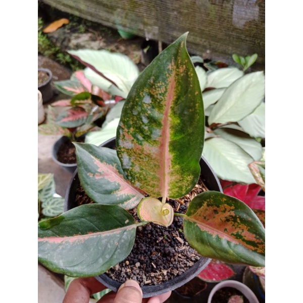 Aglonema kocin pelangi