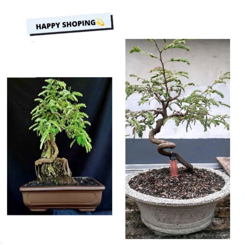 Bahan Bonsai Asem Jawa super