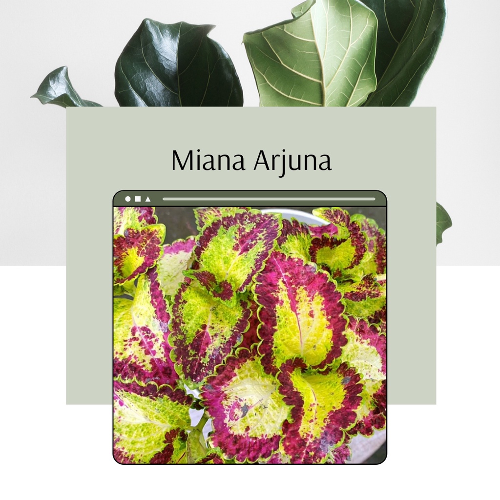 Tanaman Miana Arjuna Miana Premium Miana Arjuna Bunga Miana Premium Miana Arjuna Murah