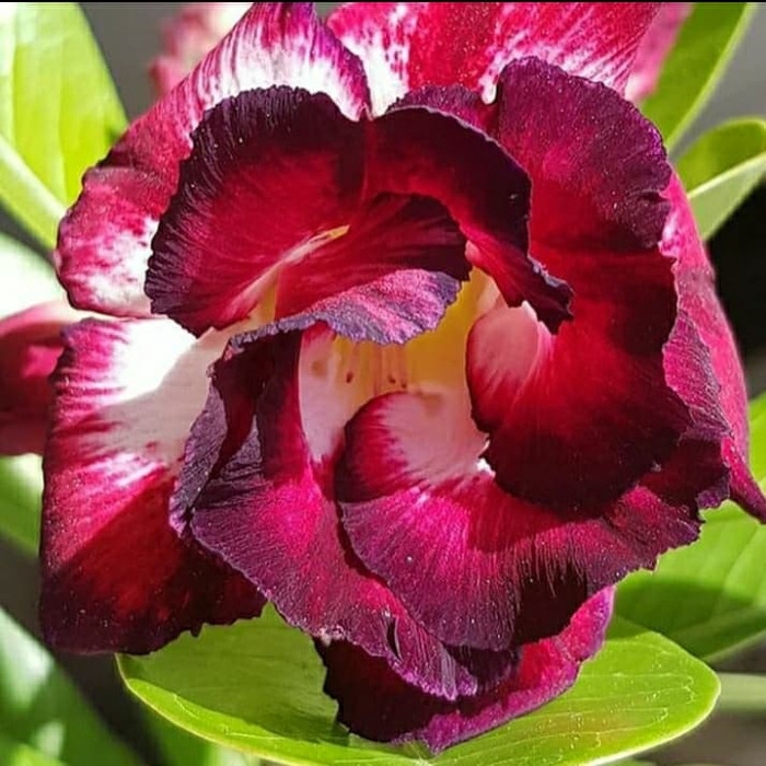 

NEW!! Bibit bunga kamboja adenium glamourosa