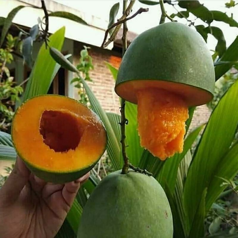 Bibit Mangga Alpukat