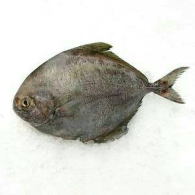 

Bawal Laut