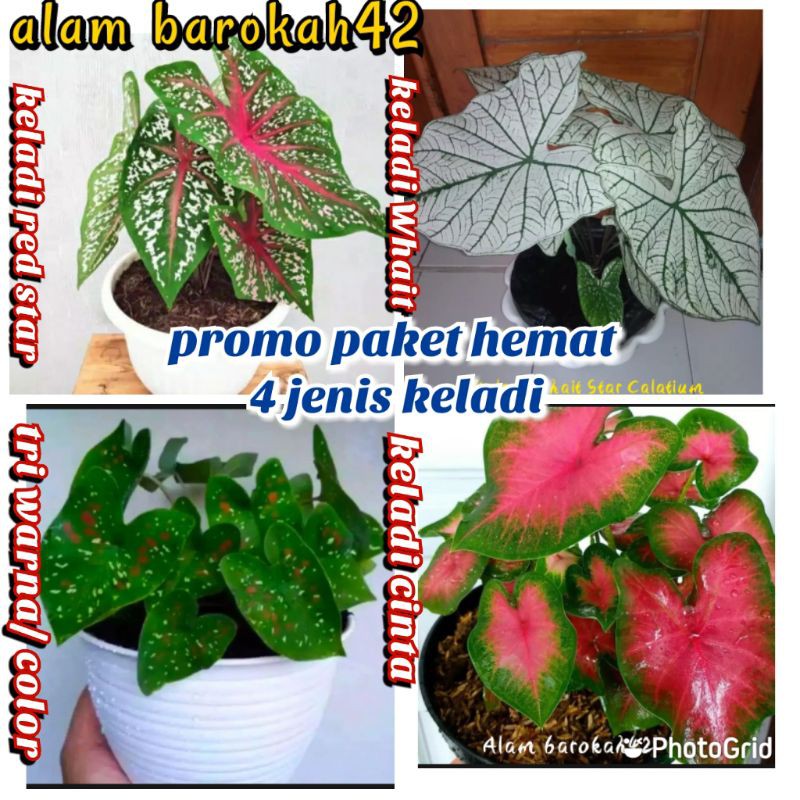 promo paket hemat keladi ( 4 jenis keladi )
