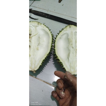 

durian