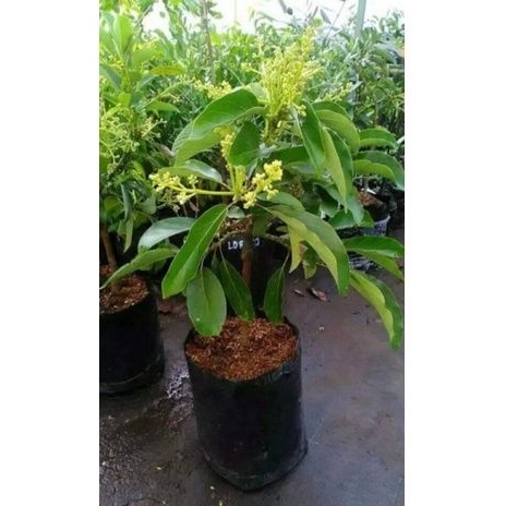 Bibit Apokat aligator Kondisi Berbunga | Okulasi