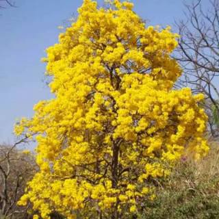 tanaman hias bunga sakura tabebuya kuning bunga sakura 