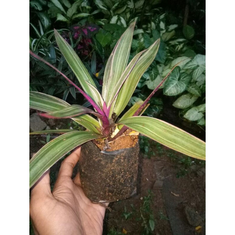 tanaman hias anggrek tanah bunga ungu-anggrek tanah bunga ungu-pohon anggrek tanah bunga ungu