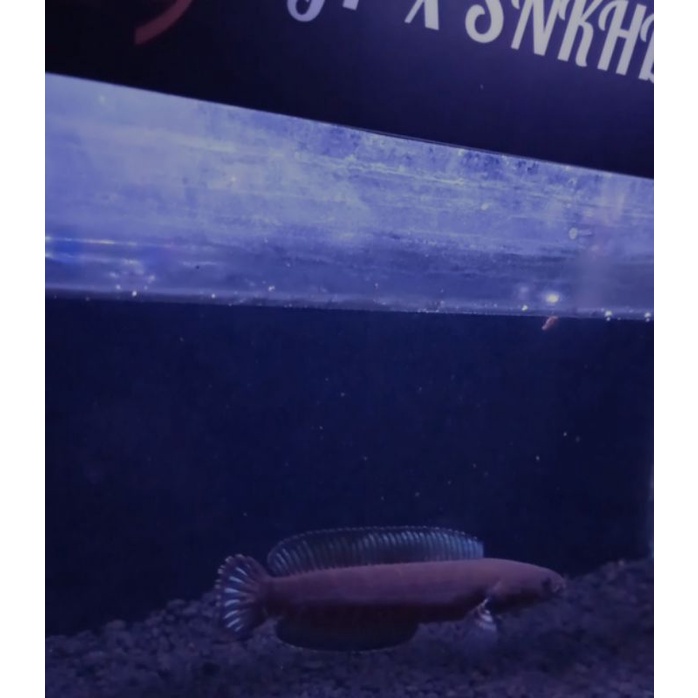 llg channa andrao 10,11cm single tank