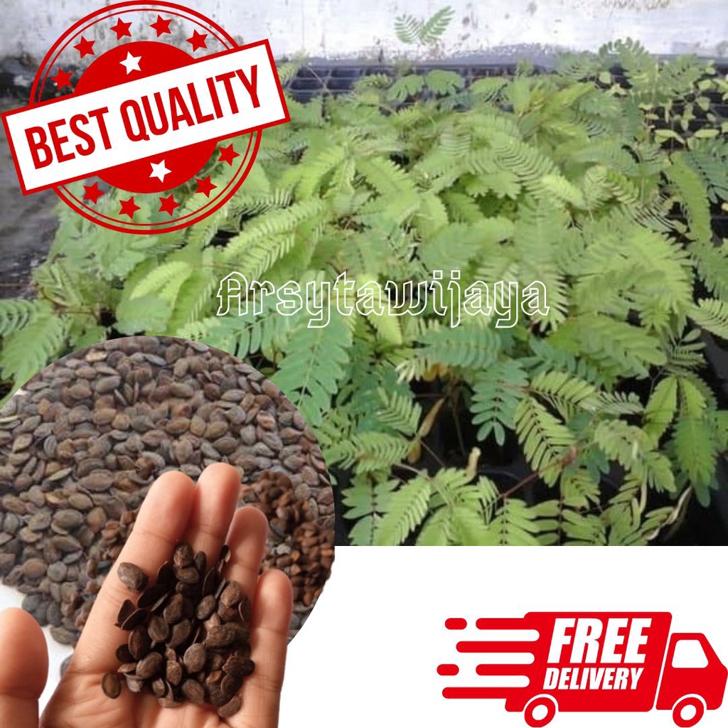 BIBIT KALIANDRA PAKAN TERNAK, KALIANDRA MERAH PAKAN TERNAK HIJAUAN