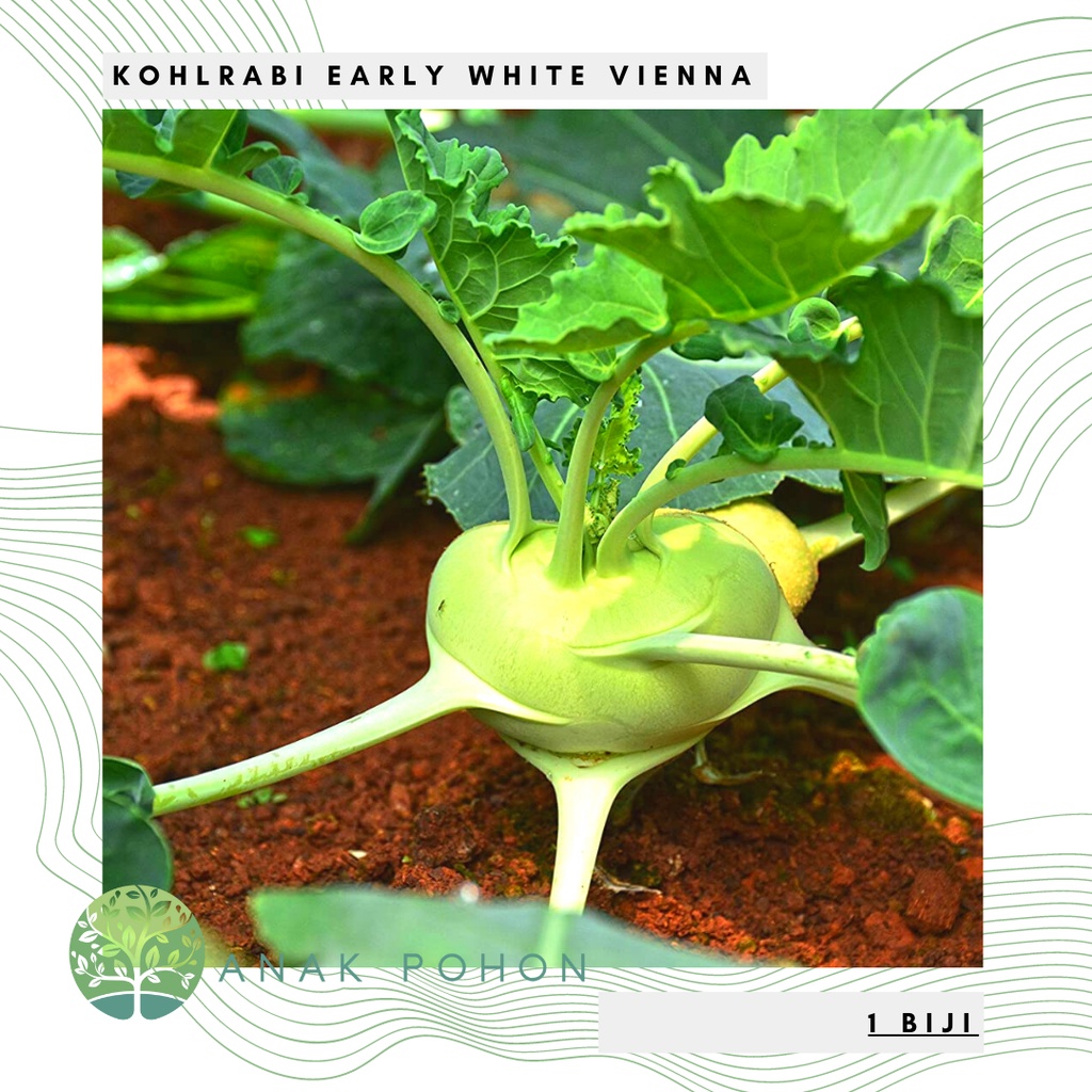 Benih Bibit Biji - Kohlrabi Early White Vienna Seeds - IMPORT