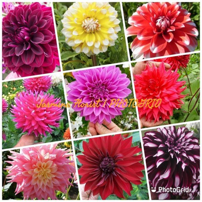 10 Umbi Bunga Dahlia Jumbo