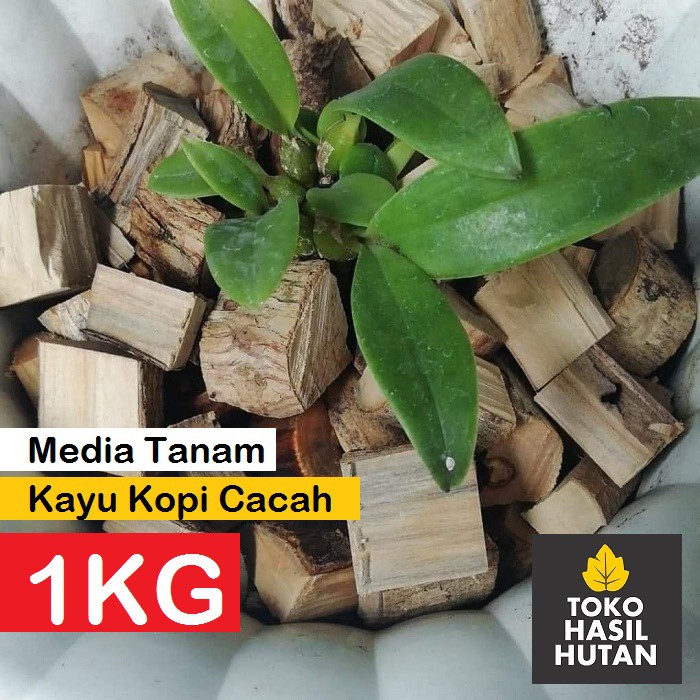 Media Tanam Anggrek Kayu Kopi Cacah | Toko Hasil Hutan