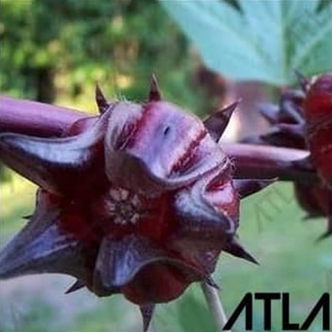 BENIH BUNGA ROSELLA UNGU 10 GRAM BIBIT TANAMAN BIJI TEH HERBAL ROSELA COD