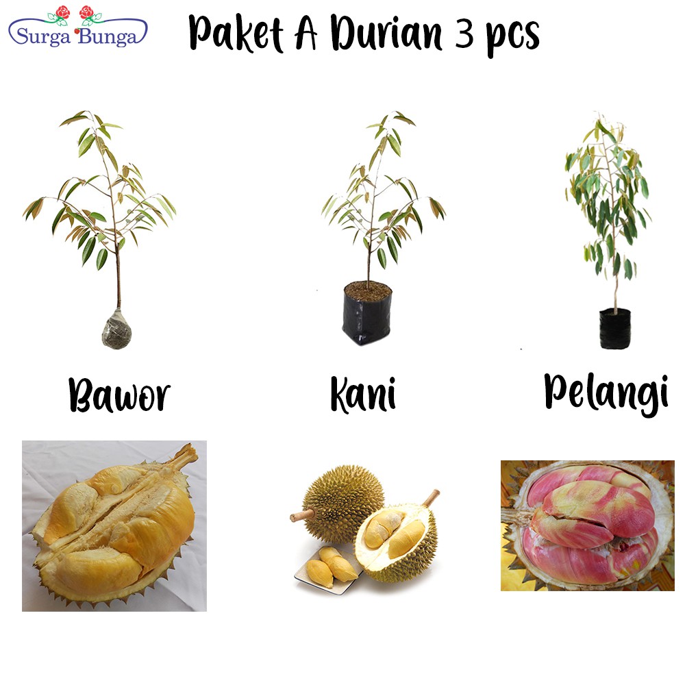 Paket Tanaman Buah Durian 3 Jenis Bibit