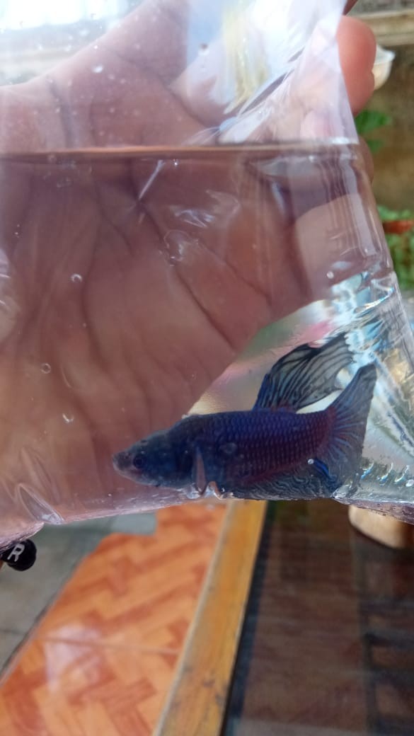 Maciku Store Kemeja Batik Pria Lengan Pendek Songket / Baju Batik Cowok