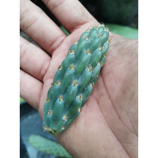 promo opuntia miquelii hanya 1 pcs.