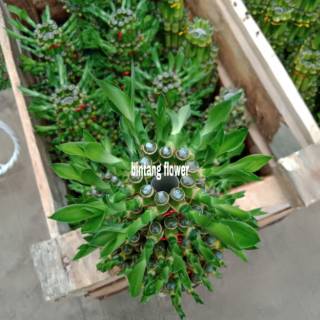 Bambu Hoki 5 susun Lucky Bamboo Bambu Rejeki Bambu Bambu Hoki 5 susun Lucky Bamboo Bambu Rejeki Bambu